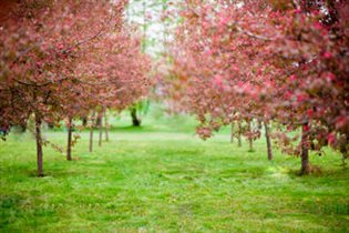 Весенний сказочный сад в Коломенском