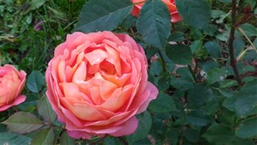 Rose Lady of Shalott