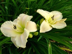 арктик сноу