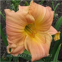 брайт меморис