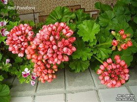 Пеларгония розебудная Red Pandora