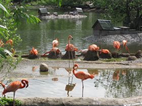 Стоит фламинго в зоопарке.