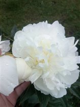 пион Аншантресс