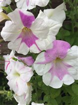 петунии от Ольги