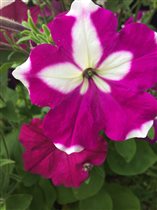 петунии от Ольги