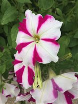 петунии от Ольги