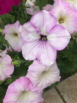 петунии от Ольги