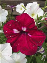 петунии от Ольги