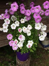 петунии от Ольги