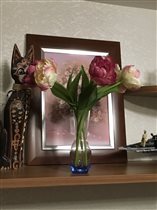 Тюльпаны Бах