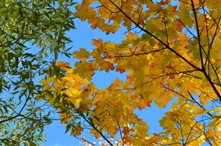 Яркие осенние листья на фоне неба