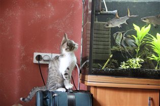 Шурик ищет дом