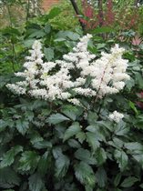 Astilbe (A) 'Rock and Roll'