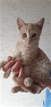 Чудесный котенок Персик в добрые руки 