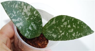 Hoya sp. Phu Wua 