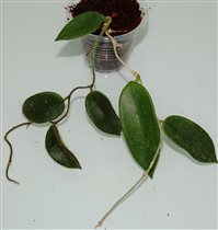 Hoya thomsonii (dense hair leaf) 
