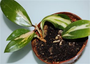 Hoya verticillata variegata 