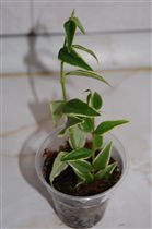 Hoya Bella variegata 