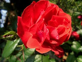 Крымская роза