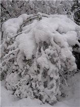 Красота зимнего леса Блиц: здравствуй, зима!