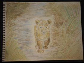 Львенок в Масаи-Мара
