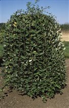 Salix caprea 'Pendula' Pa C20 180-200 9,45