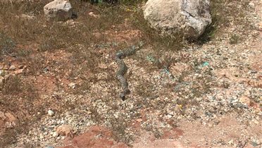 Вот такие змеи водятся в заповеднике Каво Греко