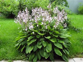 Хоста крупная