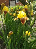 Ирис бородатый Файрбуг (Iris germanica Firebug