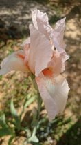 Ирис лососево -розовый крем 