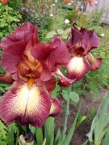 Ирис Провансаль (Iris germanica Provencal)