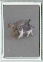 кошечка Патрисия со своим котёнком пересекают двор
