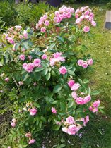 Роза парковая розовая