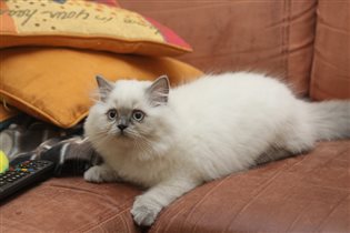 Британская красавица Джессика