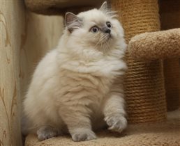 Девочки 3,5 месяца