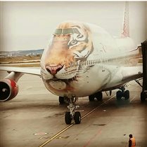 Амурский тигр в гостях у аэропорта Кольцово