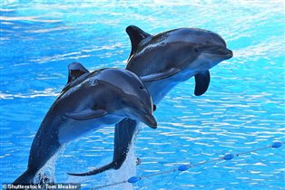 TripAdvisor запретил продавать билеты в океанариумы: 'Животные должны жить на свободе'