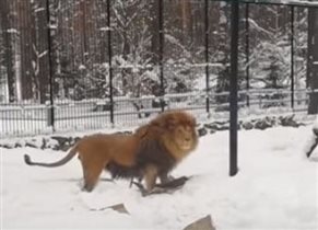 Сибирский лев :-)