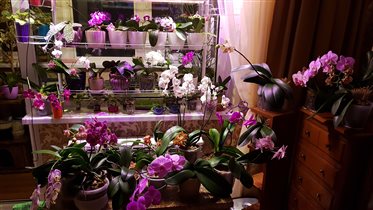 Цветение орхидей март 19г