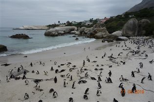 Пингвиний пляж