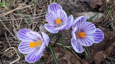 Апрельские первоцветы в парке на Яузе)))