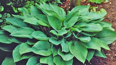 хоста зеленая