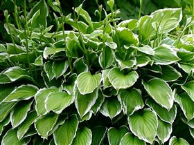 хоста с белой каймой