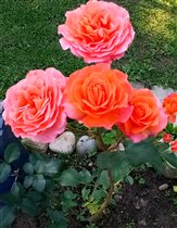 роза TEA TIME