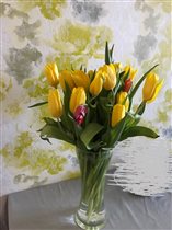 Любимые желтые тюльпаны