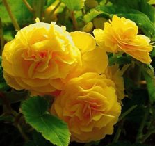 Желтые красивые розы