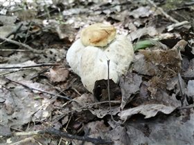 Белый гриб-мутант