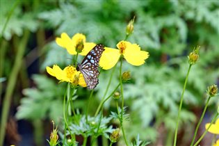 Бабочка на полевых цветах