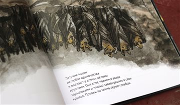 Детская книга о летучих мышах
