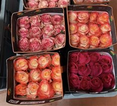 Эквадорская Роза, от 25 руб.